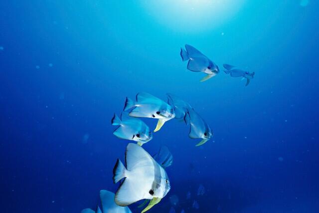 熱帯魚