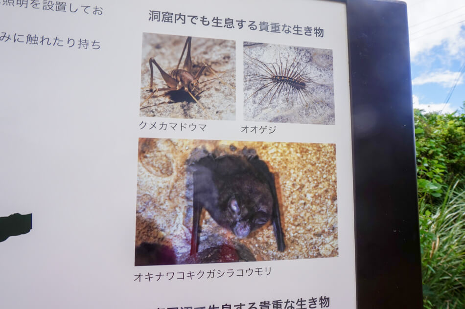 人骨も散らばる⁉ 鍾乳洞散策！「ヤジヤーガマ」で久米島の歴史を学ぶ